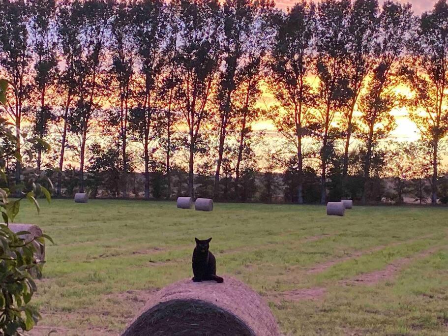 Ferienwohnung Kompass Nahe Der Ostsee Im Gruenen バート・ドーベラン エクステリア 写真